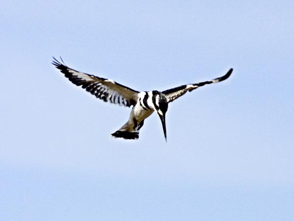 CLICK HERE TO OBTAIN MORE DETAILS