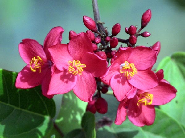 CLICK HERE TO OBTAIN MORE DETAILS