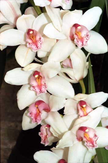 CLICK HERE TO OBTAIN MORE DETAILS