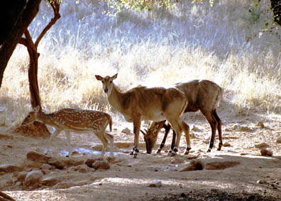 CLICK HERE TO OBTAIN MORE DETAILS