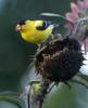 yellow bird on a brown sun flower