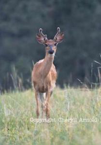 i wonder what it's thinking