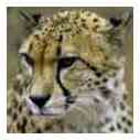 cheetah.jpg