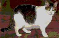Low-quality photo to demonstrate 8-bit color