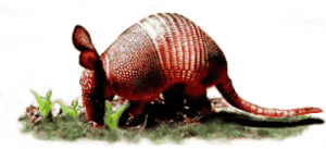Armadillo