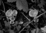 FOURTH SET OF IMAGES