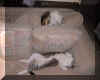 Catsoncouch.jpg (67516 bytes)