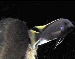 Pseudotropheus Acei Male 1