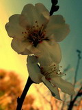 Almond  flowers