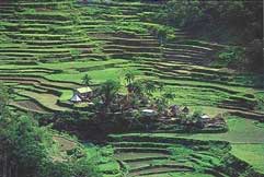 Banaue Rice Terraces