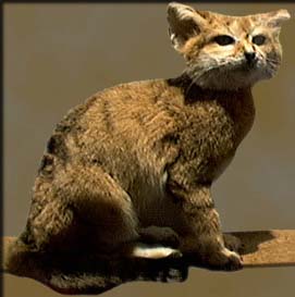 Elusive and beautiful, the Sand Cat is a rare find