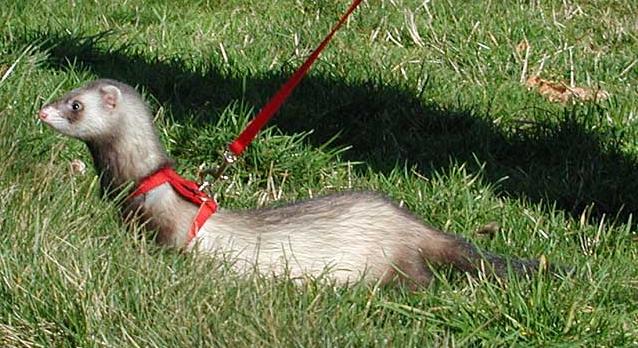 Domestic Ferret 01