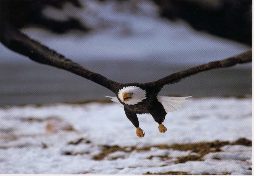 eagle5