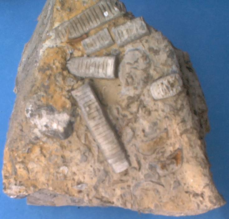 CrinoidRock1.jpg