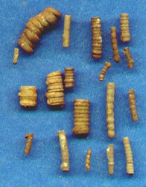 SmallCrinoidStems.JPG