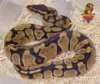 ball python/other snakes available