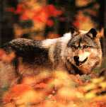Gray Wolf Picture