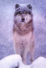 Gray Wolf Picture