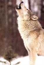 Tundra Wolf Picture
