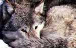 Wolf Picture