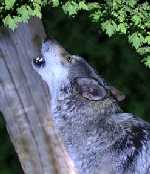 Wolf Picture