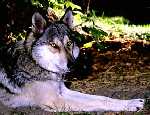 Wolf Picture