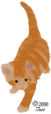 Orange Kitten
