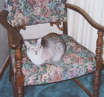 Ali, (my poor dead kitty) lookin rather kawaii though!  ^_^