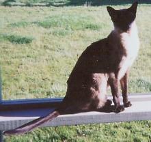 Bootsie, (my sister's kitty)...though the face is a bit too shaded to see...