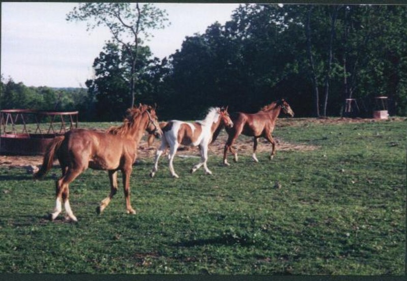 Our Paint/Quarter Horses