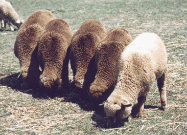 5 lambs in a row.