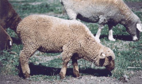 A Moorit ewe lamb.