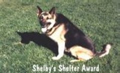 Shelby's Award