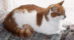 Tyrone taken may 1998