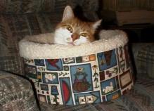 Kitty Bed
