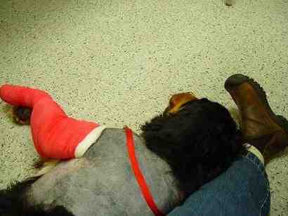 {short description of image}