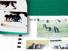 {short description of image}