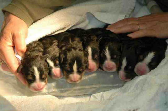 Berner Puppies Day 1