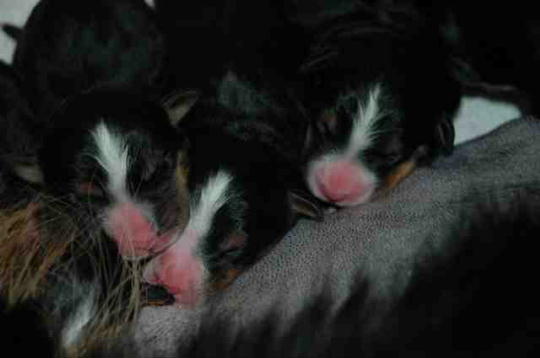 Bernese Pups