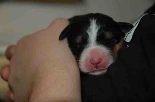 Bernese Pups 2 days old