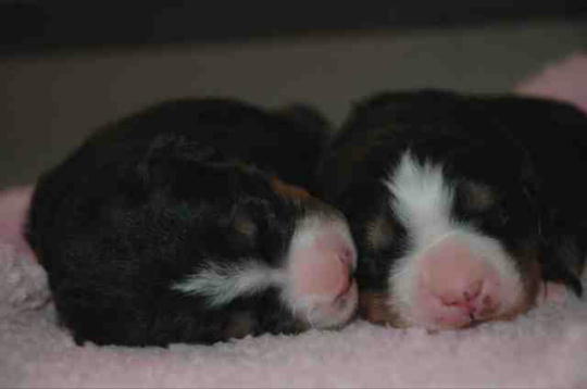 Puppies at 1 week