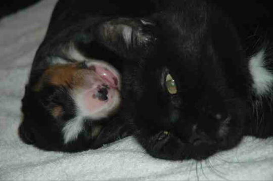 {short description of image}