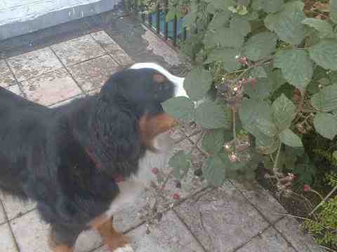 {short description of image}