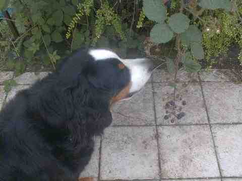 {short description of image}