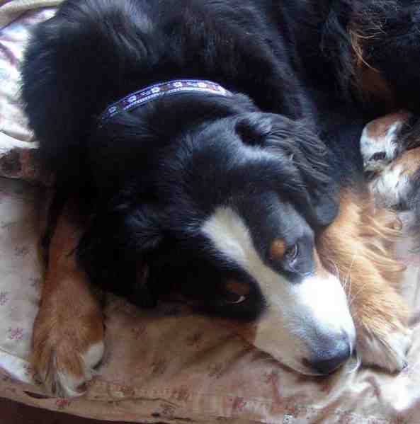 {short description of image}