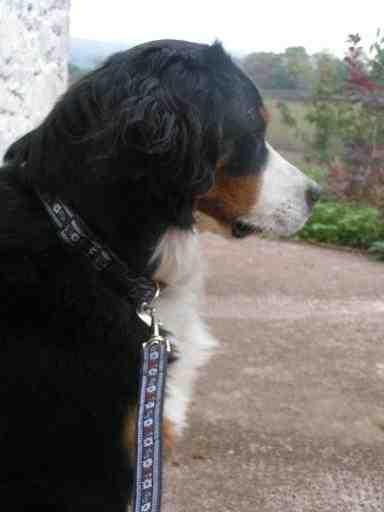 Pixie's New Truman Collar and Leash