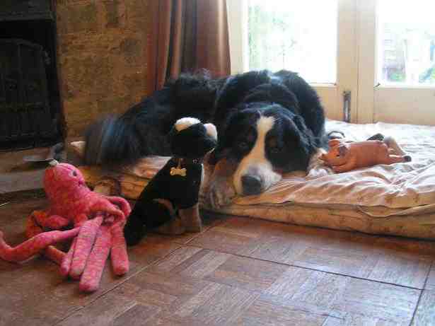 Bernese Mountain Dogg Puppies?