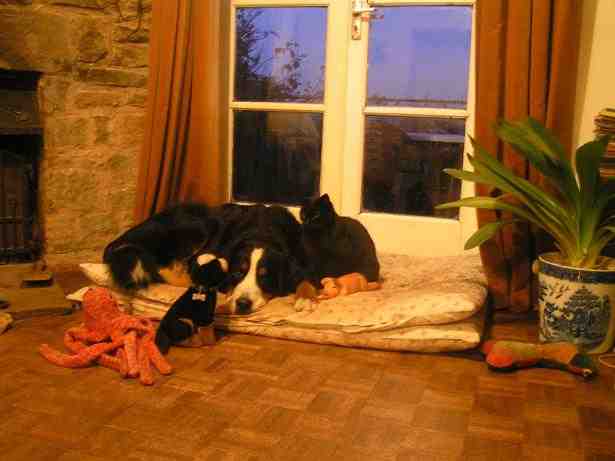 {short description of image}