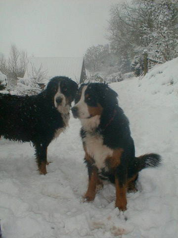 Snow Bernese