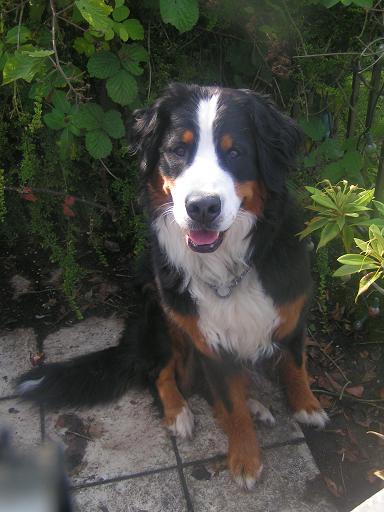 {short description of image}